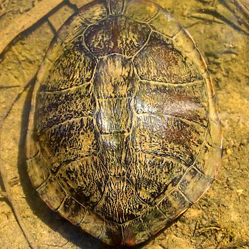 Artwork thumbnail, Turtle - Magpie Springs - Adelaide Hills - Fleurieu Peninsula - by South Australian artist Avril Thomas by MagpieSprings