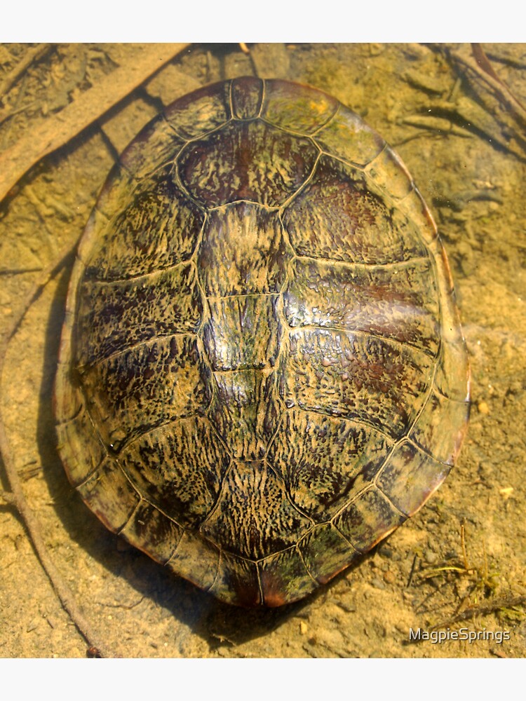 Thumbnail 3 of 3, Sticker, Turtle - Magpie Springs - Adelaide Hills - Fleurieu Peninsula - by South Australian artist Avril Thomas designed and sold by MagpieSprings.