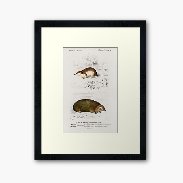 Item preview, Shrew and mole vintage illustration  designed and sold by Vintage Designs +.