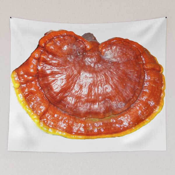 Item preview, Reishi "Ganoderma lucidum" designed and sold by Fruitsome.