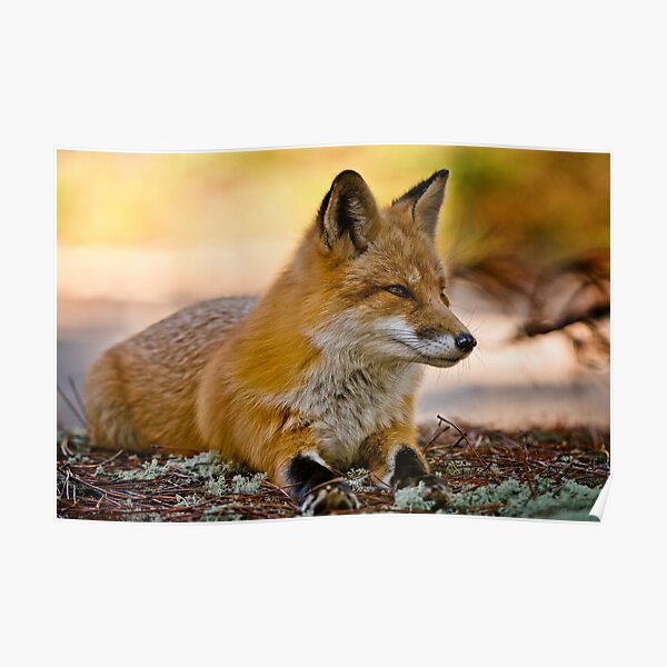 Red Fox Poster