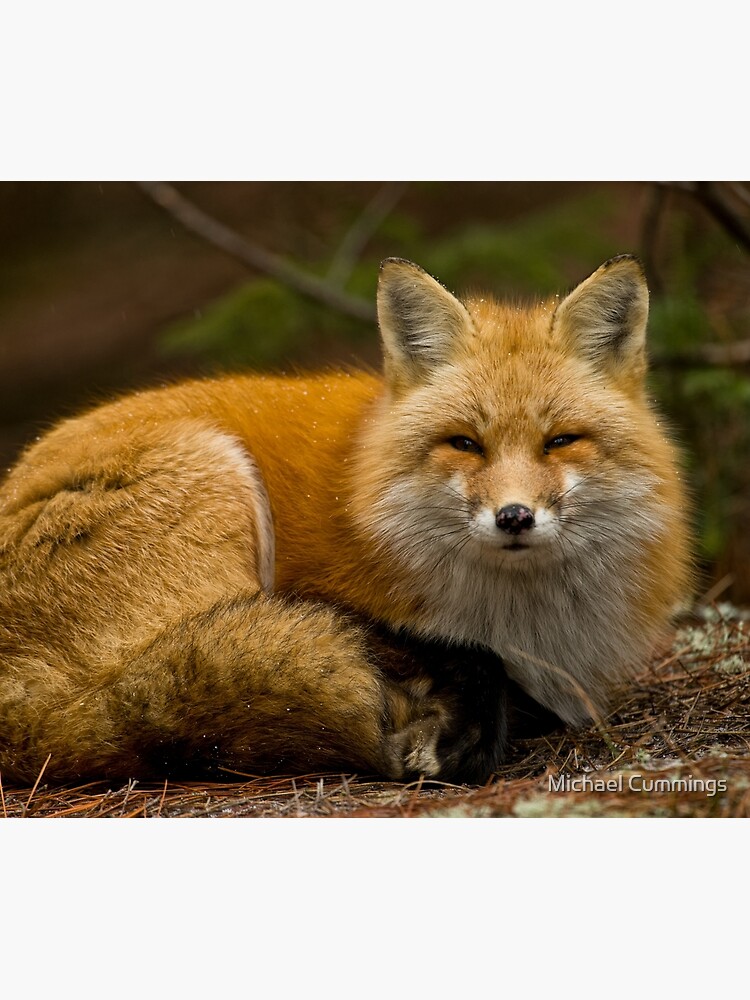 Red Fox by jaydee1400