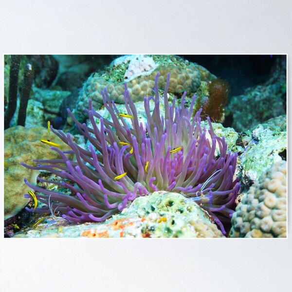 Item preview, Purple Anenome with Yellow Fish designed and sold by Rich Synowiec.