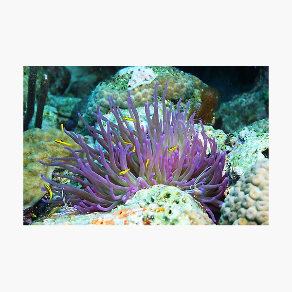 Item preview, Purple Anenome with Yellow Fish designed and sold by Rich Synowiec.