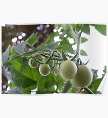 Pending Tomatoes Poster