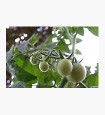 Pending Tomatoes Photographic Print