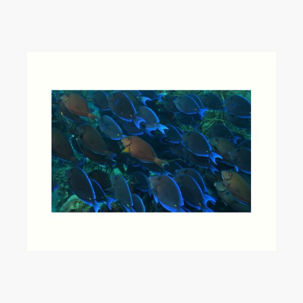 Item preview, Surgeon Fish Schooling designed and sold by Rich Synowiec.