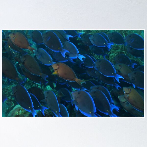 Item preview, Surgeon Fish Schooling designed and sold by Rich Synowiec.