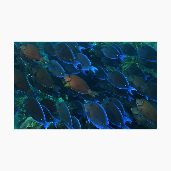 Item preview, Surgeon Fish Schooling designed and sold by Rich Synowiec.