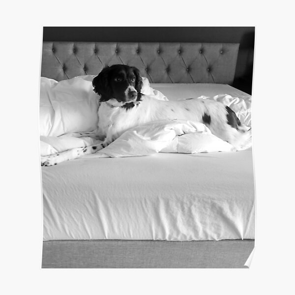 "Dog on Bed" Poster for Sale by DrewSav Redbubble