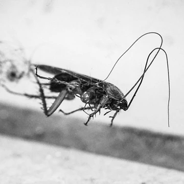 Artwork thumbnail, Floating Cockroach by diskirra