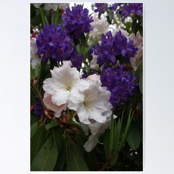 Item preview, Purple and White Rhodies designed and sold by Loisb.