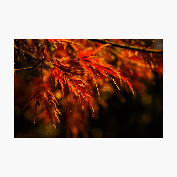 Item preview, Impressions of autumn designed and sold by Art in Nature.