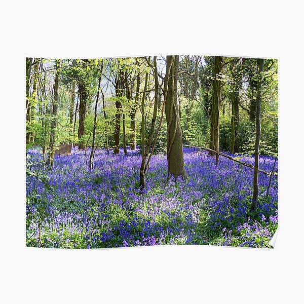 Bluebell Delight Poster