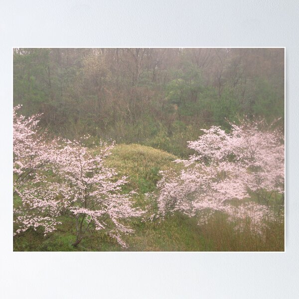 Cherry Trees in Rain #4 Poster