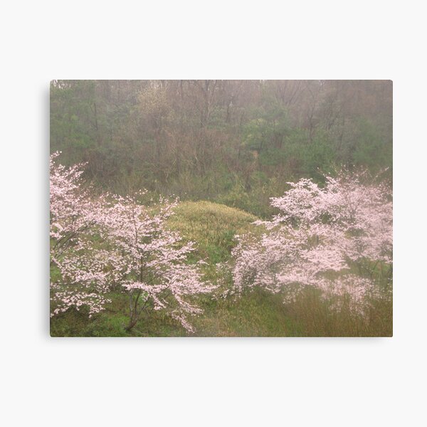 Cherry Trees in Rain #4 Canvas Print