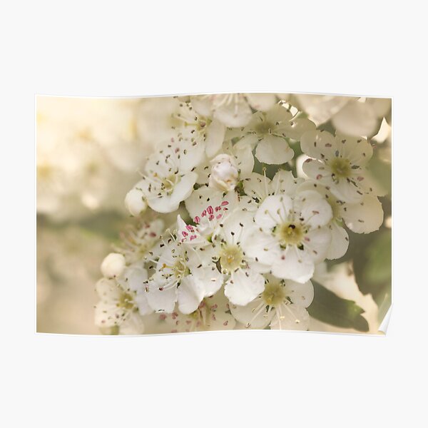 The Sweet Days of Spring Poster