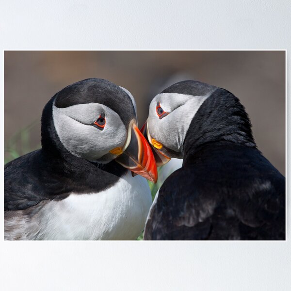 Item preview, Eye to eye contact! designed and sold by Shaun Whiteman.