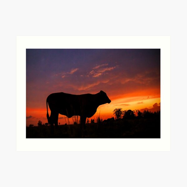 Droughtmaster Sky Art Print