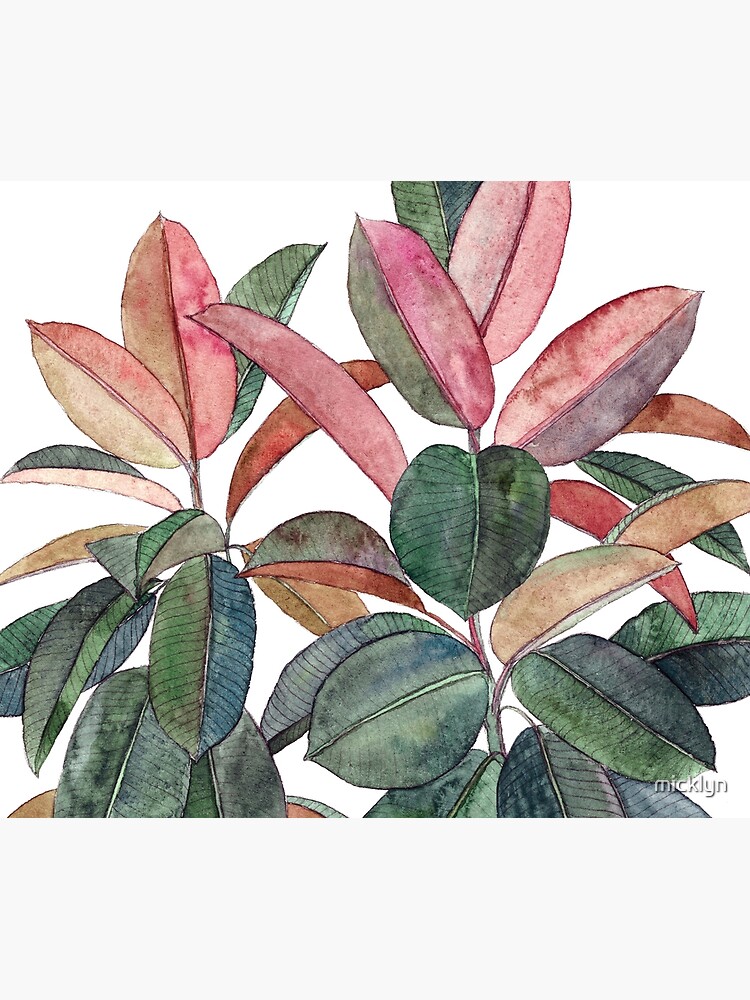Rubber Plant by micklyn