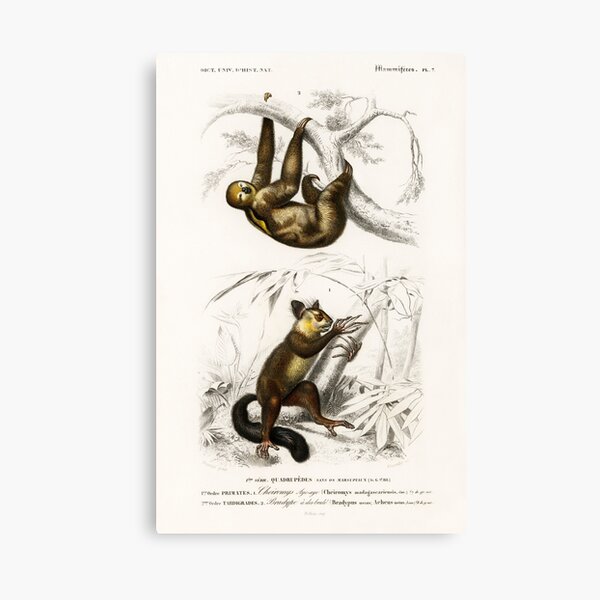 Item preview, Sloth and Aye Aye vintage illustration  designed and sold by Vintage Designs +.