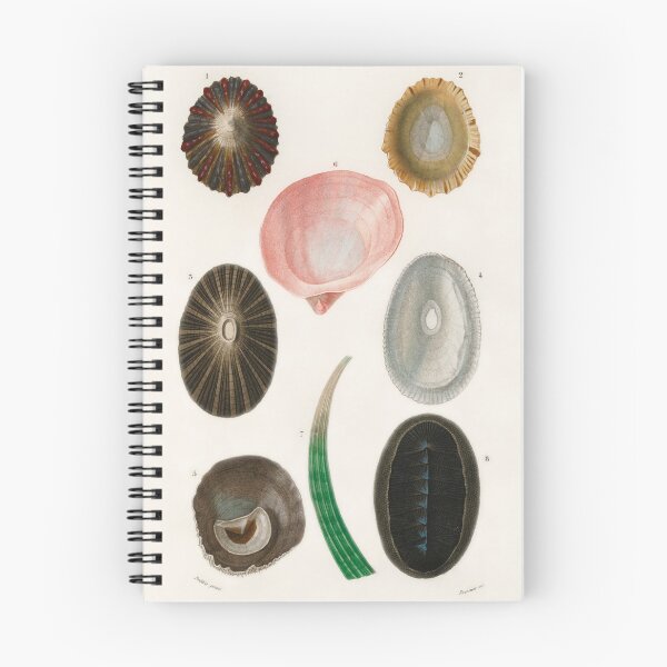 Item preview, Limpets vintage illustration  designed and sold by Vintage Designs +.