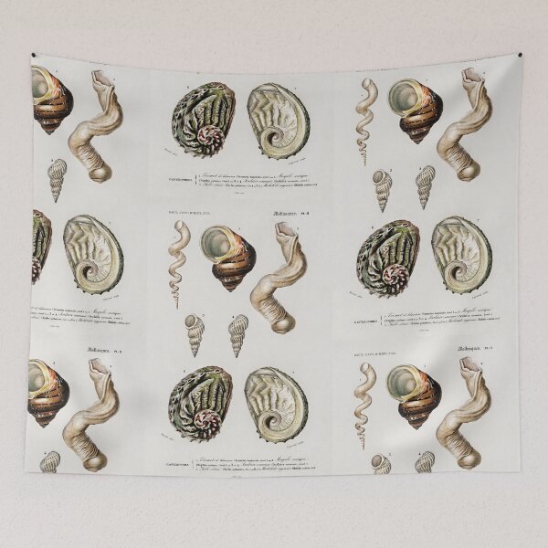 Item preview, Shell species vintage illustration  designed and sold by Vintage Designs +.