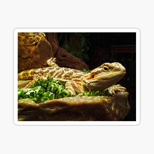 Item preview, Pogona designed and sold by Maria Tzamtzi.