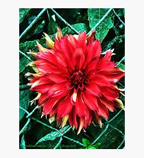 Unfettered Photographic Print