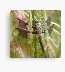 Black dragonfly Metal Print