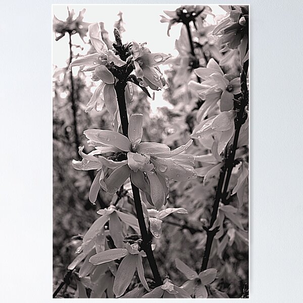 Artikelvorschau, Flowers entworfen und verkauft von SPPhotography.