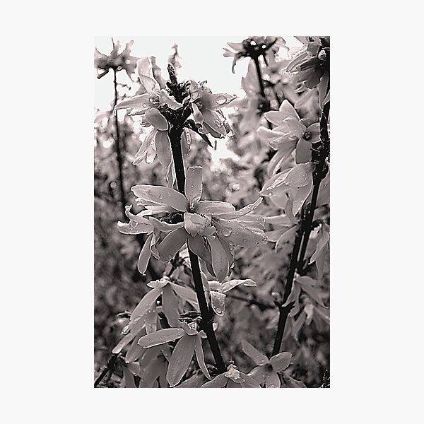 Item preview, Flowers designed and sold by SPPhotography.