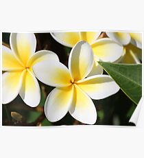frangipanis Poster