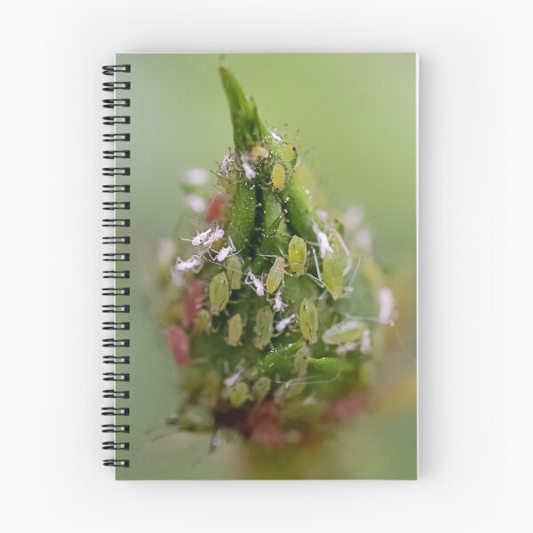 Item preview, Маcro Green rose aphid (Macrosiphum rosae, Aphididae) on rose bud - Funny Insects Entomology Gift 2 designed and sold by r-silver.