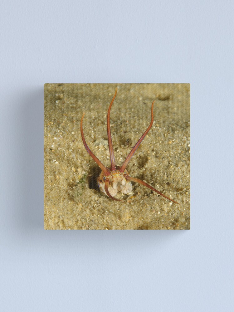 Alternate view of Predatory Polychaete Canvas Print