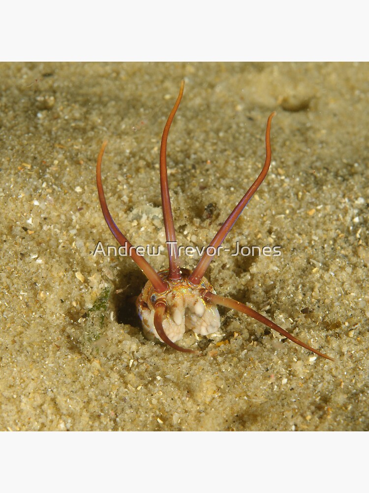 Predatory Polychaete by andrewtj