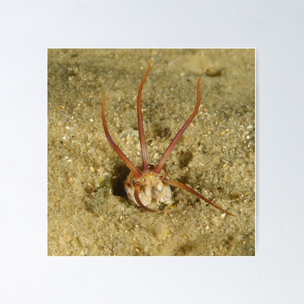 Item preview, Predatory Polychaete designed and sold by Andrew Trevor-Jones.