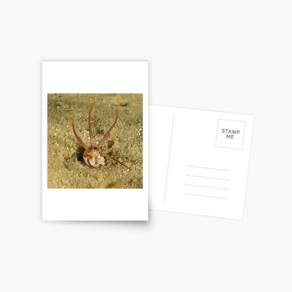 Predatory Polychaete Postcard