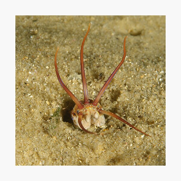 Item preview, Predatory Polychaete designed and sold by Andrew Trevor-Jones.