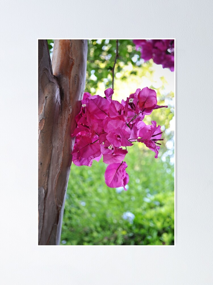 Thumbnail 1 of 3, Poster, Spring Moment designed and sold by csouzas.