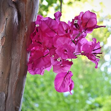 Artwork thumbnail, Spring Moment by csouzas