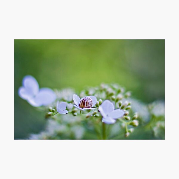 Artikelvorschau, Siesta time entworfen und verkauft von Maria Ismanah Schulze-Vorberg.