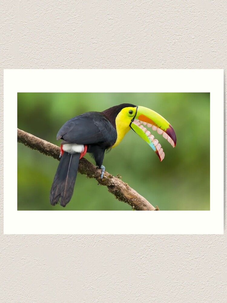 Magic Brush Toucan