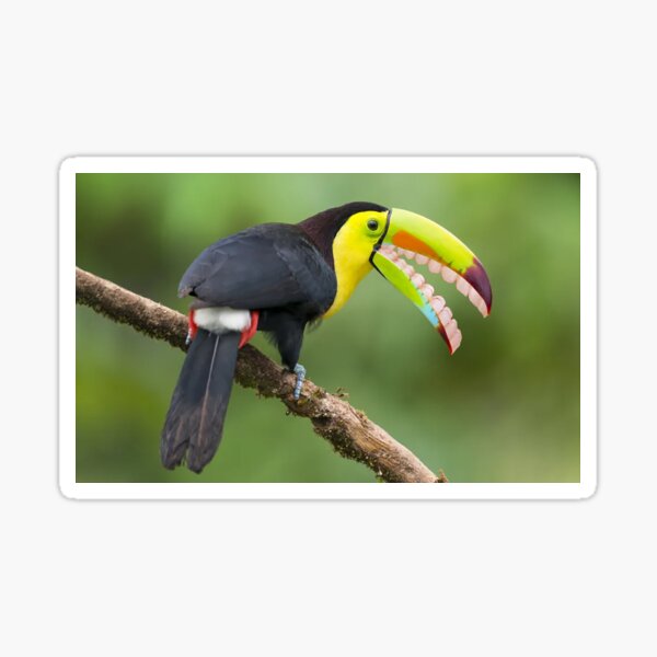 Toucan With Human Teeth Sticker By Whatthe Heck Redbubble