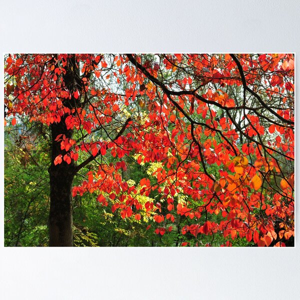 Item preview, Autumn in Mount Beauty designed and sold by helmutk.