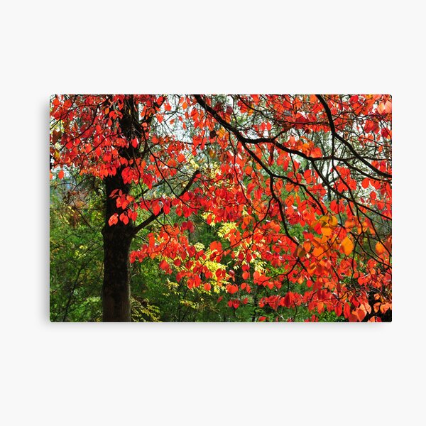 Item preview, Autumn in Mount Beauty designed and sold by helmutk.