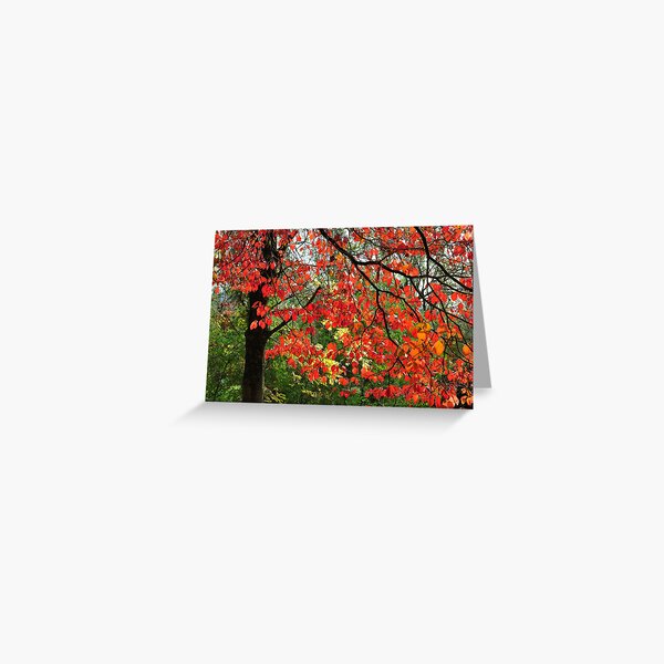 Item preview, Autumn in Mount Beauty designed and sold by helmutk.