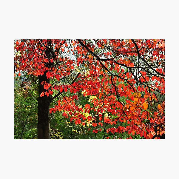 Item preview, Autumn in Mount Beauty designed and sold by helmutk.