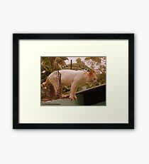 HERMOSO Framed Print
