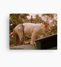 HERMOSO Canvas Print